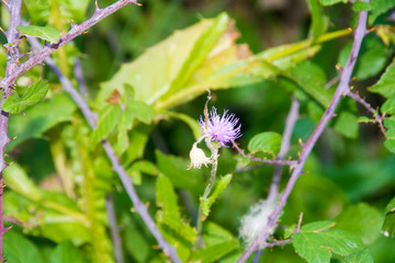 Escribir para añadir, dejar en blanco para borrar