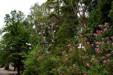 trees and flowers in the forest