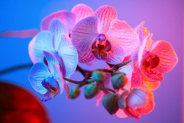 Fototapeta premium delicate pink Orchid with dew drops close-up on dark background