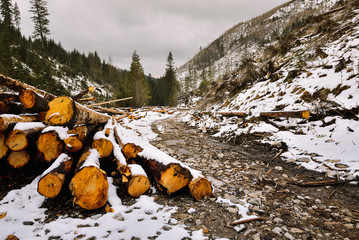 Late Autumn season in mountains. Scenic mountain forest. Tatra mountains. Poland