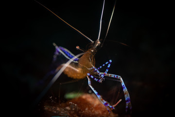 Pedersen Cleaner Shrimp (Periclimenes pedersoni) on the Bari Reef dive site, Bonaire, Netherlands Antilles