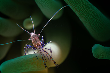 Spotted cleaner shrimp (Periclimenes yucatanicus) in an anenome on the Something Special dive site, Bonaire, Netherlands Antilles