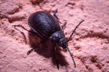 Macro shot of black insect on a house wall