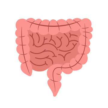 Intestine esophagus isolated on white background vector. Illustration of medical anatomy digestive system internal