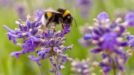 bee on a flower