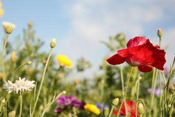 a group colorful wildflowers in a field margin in the dutch countryside and a blue sky in the background closeup