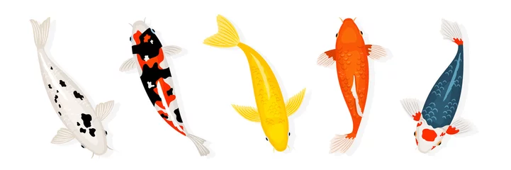 Koi-Karpfen fischt Vektorillustration. Japanische Koi-Fische isoliert auf weißem Hintergrund. Farbiger Karpfenfisch, japanische Goldfischillustration © ssstocker