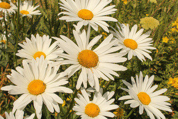 Fototapeta premium group of six marguerite daisies closeup in the garden in summer