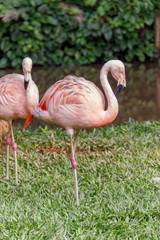 Flamingo on a green lawn in Santa Catarina