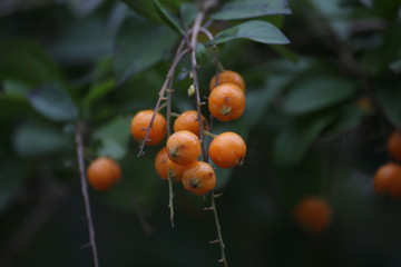orange fruits nature