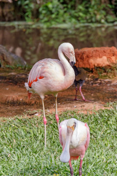 Flamingo on a green lawn in Santa Catarina