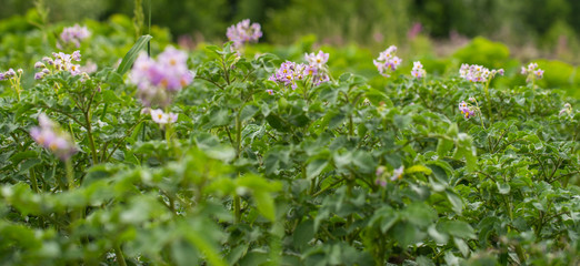 Blooming potato field with flowers. Green field of potatoes.
