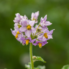 Green field of potatoes. Blooming potato flowers closeup.