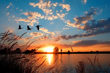 Fototapeten Gänse fliegen über einen wunderschönen Sonnenuntergang. © LUGOSTOCK