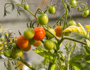 A variety of small tomatoes gradually ripening on the branch.