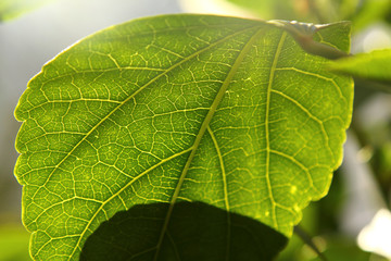 Green leaf texture or leaf background. Close up green leaf. 