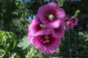 Close-up of Hollyhock plant. Blurred background.