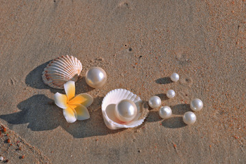 Shells, pearl , starfish on sand 