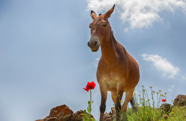 Very cute horse smelling flower