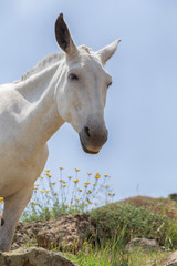 Obraz premium White horse head