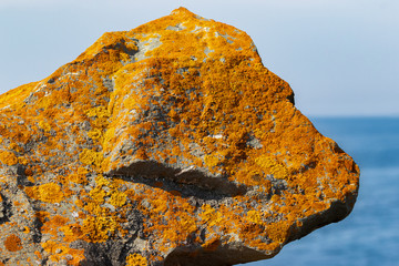 Rock with lichen looking like cattle head by the sea