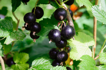 Ripe large black currant berries in the garden.