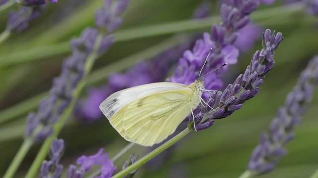 Green Veined Butterfly on Lavender