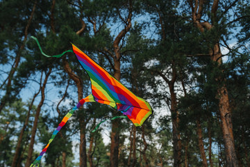 Fototapeta na wymiar Rainbow kite in fores. Pride