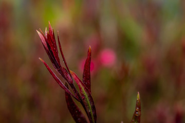 Red-leaved flower foreground net background flu