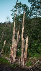 Stare połamane drzewa nad strumykiem - obrazy, fototapety, plakaty