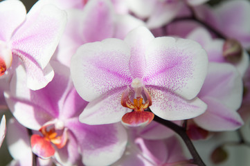 Obraz na płótnie Canvas orchid. tender lilac and white orchid flower. purple orchid background. spring and summer flowers. gardening. floral background. flower shop concept. freshness and beauty. spa salon