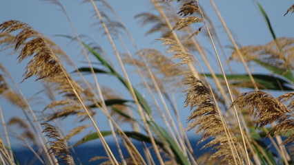 Ears of wheat amongst a golden field