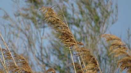 Ears of wheat amongst a golden field