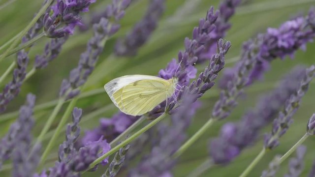 Green Veined Butterfly on Lavender