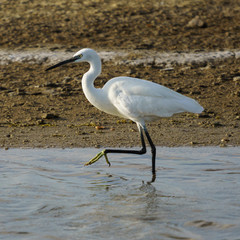 Little Egret Egretta Garzetta