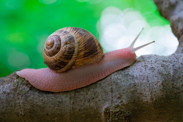 mature snail on fig tree