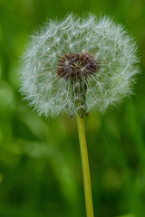 Fototapeta premium Pissenlit 3