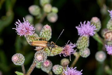Ackerdistel mit Bockkäfer 