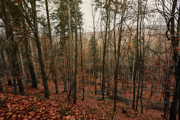 Scenic forest. Vintage forest background.