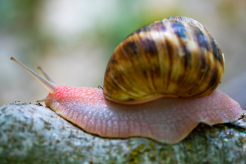 mature snail on fig tree