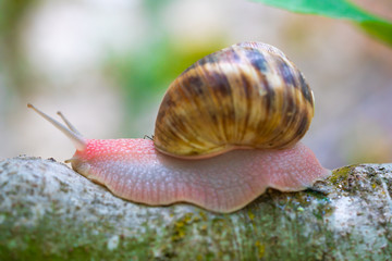 mature snail on fig tree