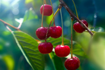 Red cherry on the branches in nature, on a sunny day. Harvest season