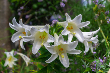 Group of white lily flowers covered with raindrops in the garden