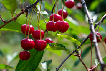 Cherries hanging on a cherry tree branch. Harvest season