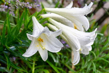 Group of white lily flowers covered with raindrops in the garden