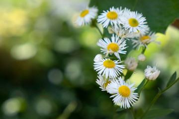 Wild chamomile flowers in nature. Shallow depth of field.