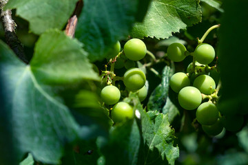 Green grapes in the garden on a sunny summer day.