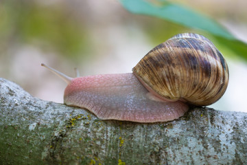 mature snail on fig tree