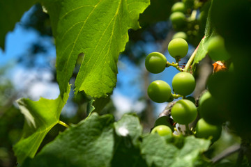 Green grapes in the garden on the branches, on a sunny day. Natural background.