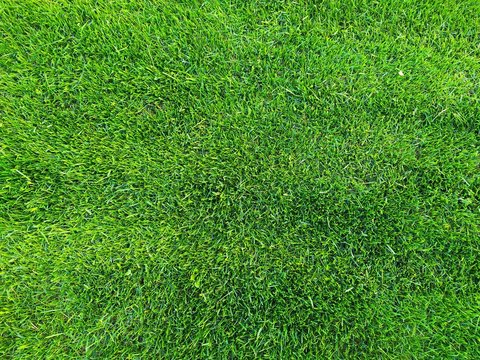 Fresh summer green grass closeup photo background